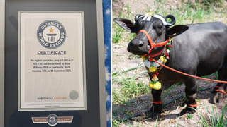 జూ నుంచి తప్పించుకున్న సింహం.. ఎప్పుడొచ్చి మీద పడుతుందో.. టెన్షన్‌.. టెన్షన్‌..