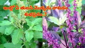 రామా లేదా కృష్ణ! ఇంట్లో ఏ తులసి మొక్కను నాటడం శుభప్రదం..?నిపుణులు
