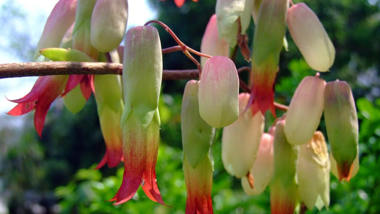 రణకల్లి మూత్రపిండాల్లో రాళ్లను కరిగిస్తుంది: చాలా మందికి రణకల్లి గురించి తెలుసు. కానీ దానికి మూత్రపిండాల్లో రాళ్లను కరిగించే శక్తి ఉందని వారికి తెలియకపోవచ్చు. ఎందుకంటే చాలా మంది ఈ మొక్కను అందం కోసం ఇళ్లలో కుండీలలో పెంచుతారు. కానీ చాలా మందికి దాని ఔషధ గుణాల గురించి తెలియదు. మీరు దాని నుండి ఒక ఆకును తీసుకొని తేలికగా నేలలో నాటితే, దాని నుండి చాలా వేర్లు పెరుగుతాయి. చాలా మొక్కలు పెరుగుతాయి. మీరు ఈ రణకల్లి ఆకును తిన్నప్పుడు, మీకు తేలికపాటి కారంగా, కొద్దిగా పుల్లగా రుచి ఉంటుంది. ఇందులో వివిధ పోషకాలు, యాంటీ బాక్టీరియల్ లక్షణాలు, యాంటీవైరల్ లక్షణాలు, సూక్ష్మజీవుల లక్షణాలు మరియు యాంటీ ఫంగల్ లక్షణాలు ఉంటాయి.