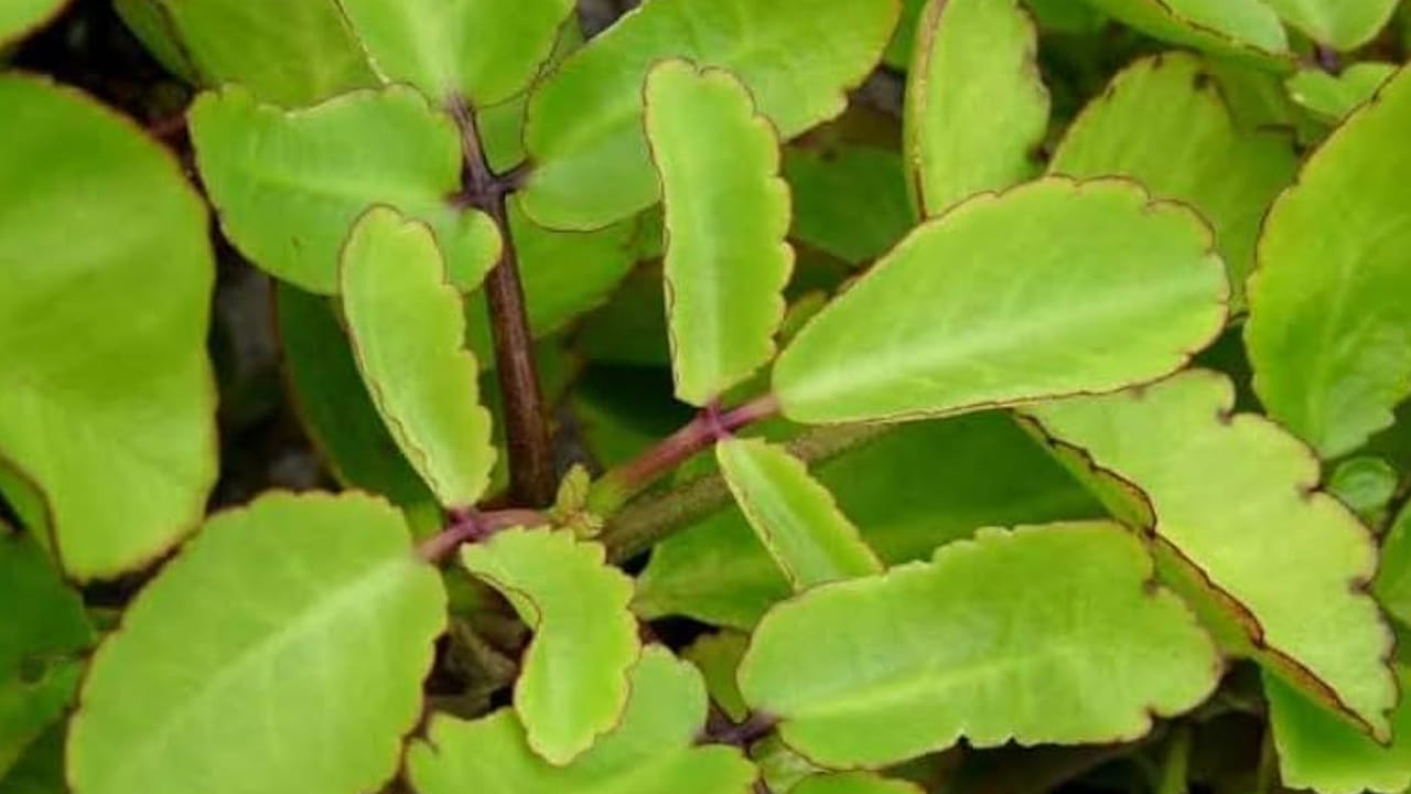 మూత్రపిండాల్లో రాళ్లను కరిగించడానికి రణకల్లి ఎలా తీసుకోవాలి: ఐదు నుండి ఆరు రణకల్లి ఆకులను తీసుకొని బాగా కడిగి, మిక్సీ జార్‌లో వేసి, చిటికెడు ఉప్పు, ఒక చెంచా తేనె, కొద్దిగా నీరు వేసి, మెత్తగా చేసి, వడకట్టండి. దానికి మరో గ్లాసు నీరు వేసి, సగం నిమ్మకాయ రసం పిండుకుని, బాగా కలపండి. అంతే రణకల్లి రసం సిద్ధంగా అవుతుంది. ఈ రసాన్ని ఉదయం ఖాళీ కడుపుతో 24 రోజులు తీసుకుంటే, మూత్రపిండాల్లో రాళ్లు క్రమంగా కరిగి, మూత్రం ద్వారా పూర్తిగా విసర్జించబడతాయి.