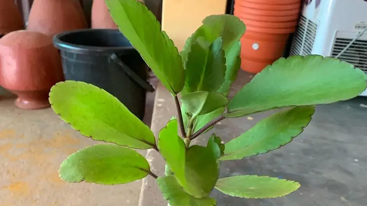 కిడ్నీ డిటాక్స్, ప్రయోజనాలు: రణకల్లి ఆకు మూత్రపిండాలను శుభ్రపరుస్తుంది. విషాన్ని తొలగిస్తుంది. ఇది మూత్రపిండాల పనితీరును కూడా మెరుగుపరుస్తుంది. దీని మూత్రవిసర్జన లక్షణాలు మూత్ర నాళాల ఇన్ఫెక్షన్ల వంటి సమస్యలకు చికిత్స చేయడంలో సహాయపడతాయి. రక్తంలో క్రియాటినిన్ స్థాయిని తగ్గిస్తాయి. దీని యాంటీఆక్సిడెంట్లు మూత్రపిండాలలోని ఫ్రీ రాడికల్స్‌తో పోరాడటం ద్వారా మూత్రపిండాల కణాలను రక్షిస్తాయి.