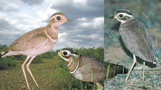 Andhra: కలివికోడి కోసం రూ.కోట్లు ఖర్చు చేశారు.. కానీ, పెద్ద స్కామే జరిగింది..