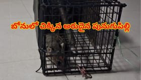 పులివెందులలో కనిపించిన అరుదైన పునుగుపిల్లి! దీని ప్రత్యేకత ఏంటంటే