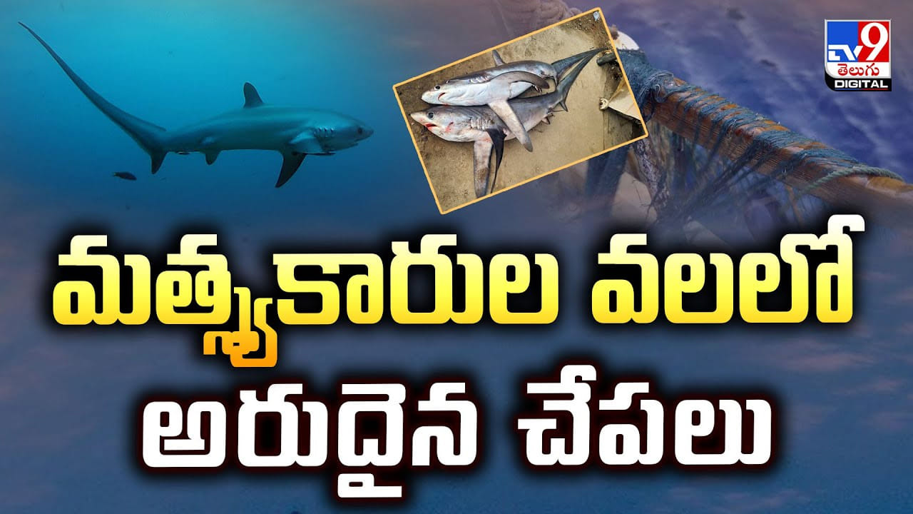 మత్స్యకారుల వలలో అరుదైన చేపలు.. అబ్బా అదృష్టం అంటే వీళ్లదే