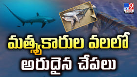 మత్స్యకారుల వలలో అరుదైన చేపలు.. అబ్బా అదృష్టం అంటే వీళ్లదే
