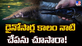 డైనోసార్ల కాలం నాటి చేపను చూసారా !! ఇంకా బ్రతికే ఉంది