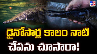 మొసళ్లను వేటాడే భయంకర తెగ.. పొరపాటున అటుగా వెళ్లారంటే భూమ్మీద నూకలు చెల్లినట్టే..!