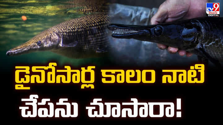 డైనోసార్ల కాలం నాటి చేపను చూసారా !! ఇంకా బ్రతికే ఉంది డైనోసార్ల కాలం నాటి చేపను చూసారా !! ఇంకా బ్రతికే ఉంది