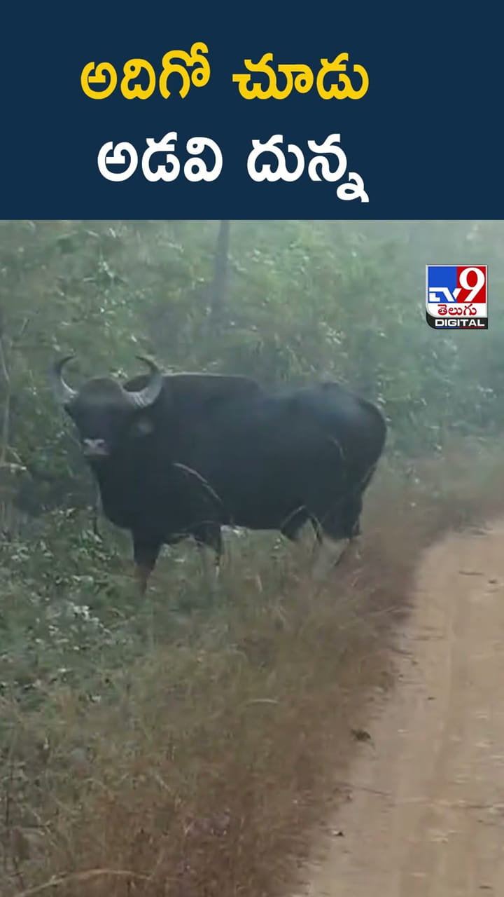 ఇలాంటి అడవి దున్నను ఎప్పుడైనా చూశారా..?