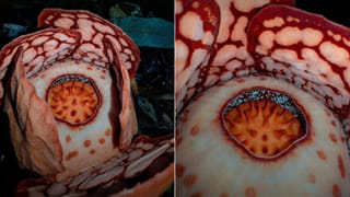 Optical Illusion: దమ్ముంటే కాస్కో.. ఈ ఫొటోలో దాగి ఉన్న పిల్లిని గుర్తిస్తే.. నిన్ను మించిన తోపుల్లేరు!