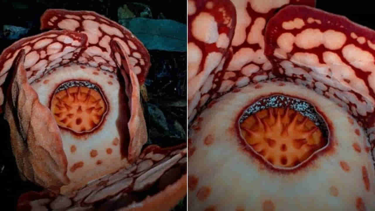 Viral Video: ప్రపంచంలోనే అరుదైన పువ్వు..పేరు శవం.. 9 నెలలు మొగ్గగా ఉండి చివరకు ఇలా..