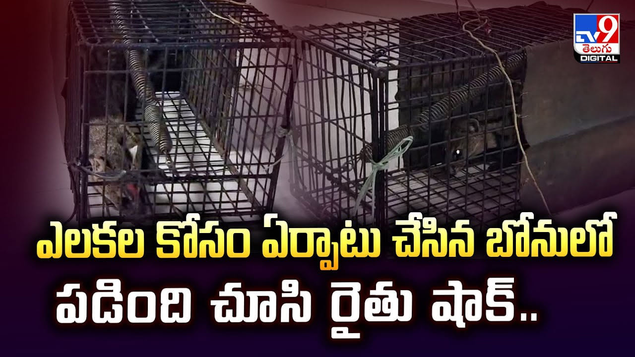 ఎలకల కోసం ఏర్పాటు చేసిన బోనులో.. పడింది చూసి రైతు షాక్‌