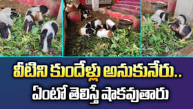 వీటిని కుందేళ్లు అనుకునేరు.. ఏంటో తెలిస్తే షాకవుతారు