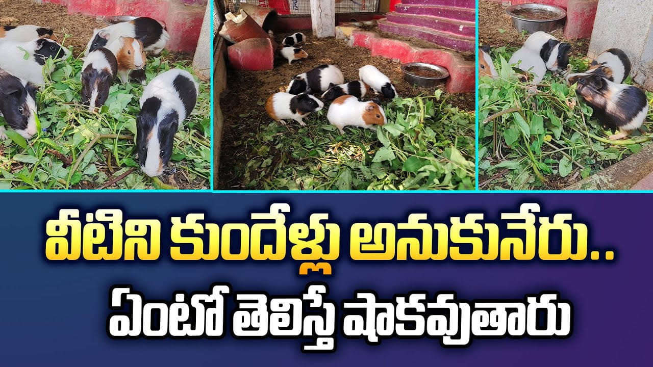 వీటిని కుందేళ్లు అనుకునేరు.. ఏంటో తెలిస్తే షాకవుతారు వీటిని కుందేళ్లు అనుకునేరు.. ఏంటో తెలిస్తే షాకవుతారు