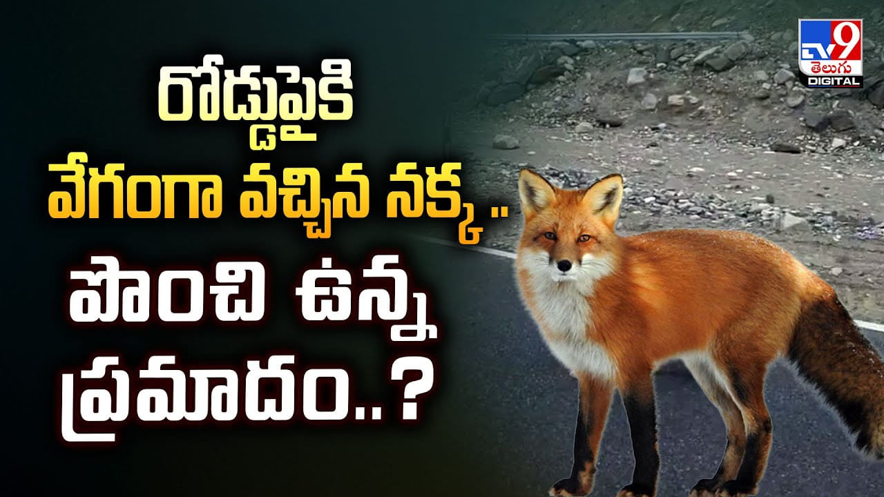 రోడ్డుపైకి వేగంగా వచ్చిన నక్క .. పొంచి ఉన్న ప్రమాదం వీడియో