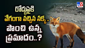 రోడ్డుపైకి వేగంగా వచ్చిన నక్క .. పొంచి ఉన్న ప్రమాదం వీడియో