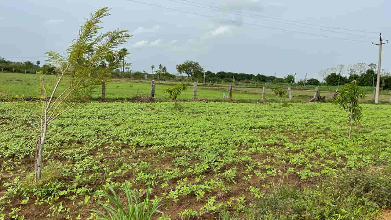 Telangana: దేవుడు పూని పొలంలో గొయ్యి తవ్వమన్నాడు.. నిధి ఉందని అనుకుంటే పప్పులో కాలేసినట్టే