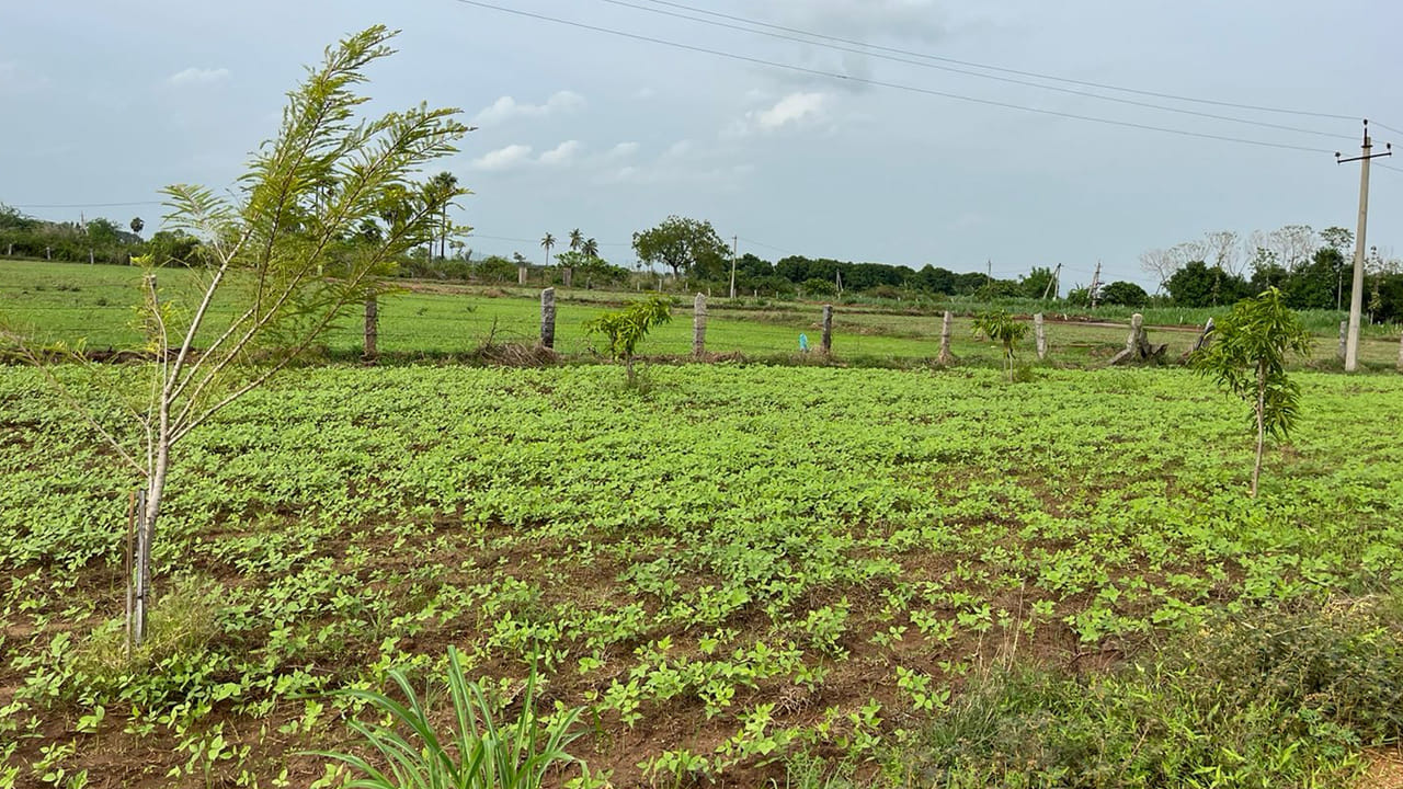 Telangana: దేవుడు పూని పొలంలో గొయ్యి తవ్వమన్నాడు.. నిధి ఉందని అనుకుంటే పప్పులో కాలేసినట్టే
