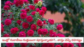 ఇంట్లో గులాబీలు గుత్తులుగా పూస్తున్నాయా?.. వాస్తు చెప్పే రహస్యం..