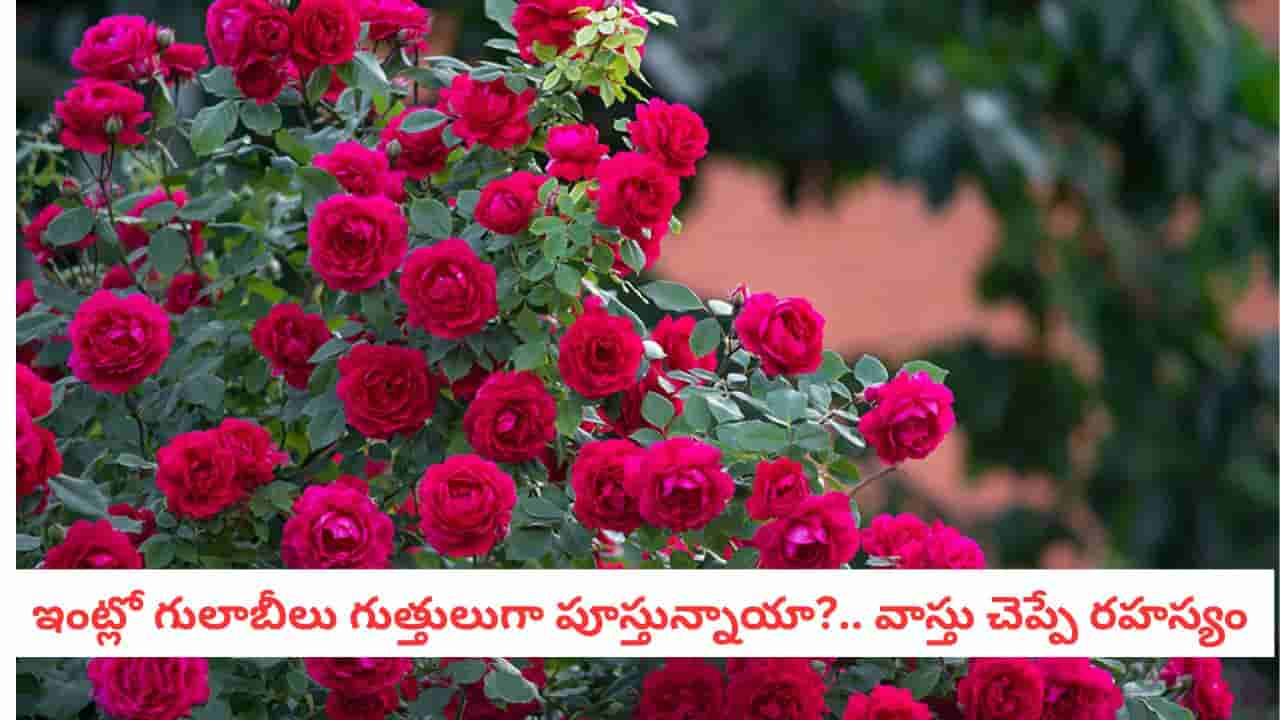 Vastu Tips: ఇంట్లో గులాబీ మొక్క నాటడం శుభమా? అశుభమా? వాస్తు ఏమి చెబుతోంది..?