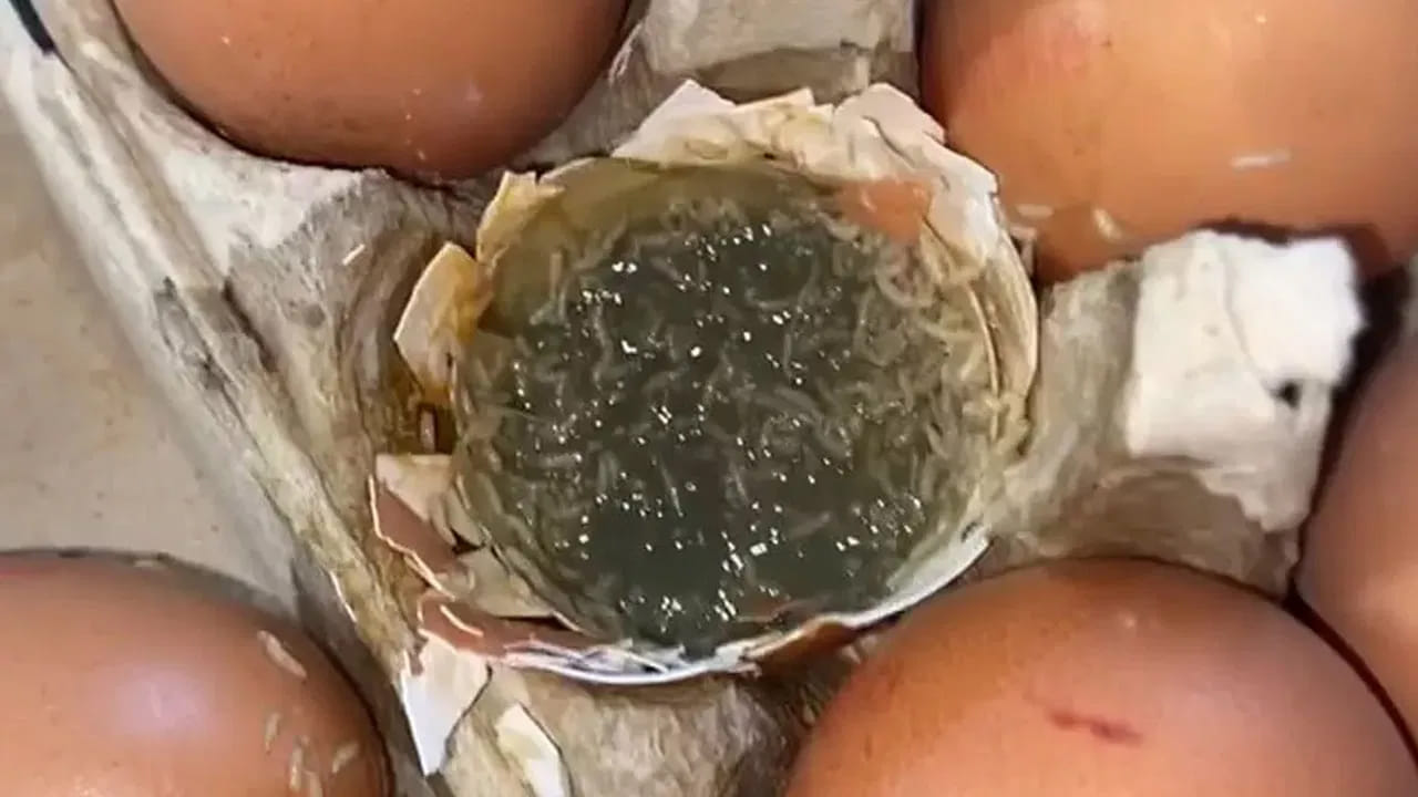 పాడైపోయిన గుడ్లను ఎలా గుర్తించాలి: పాడైపోయిన గుడ్లను వాసన ద్వారా గుర్తించవచ్చు. ఒక పాత్రలో గుడ్డు పగులగొట్టి వాసన చూడండి. రెగ్యులర్ స్మెల్ కాకుండా చెడు వాసన వస్తున్నట్లయితే మాత్రం ఆ గుడ్లు పాడైపోయినట్లే.