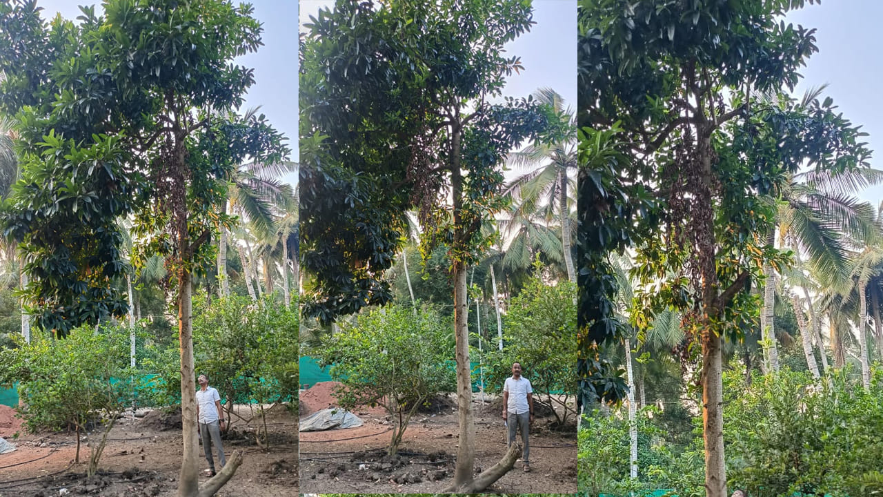 అయితే ఈశాన్య రాష్ట్రాలలో పెరిగే రుద్రాక్ష చెట్టులు ఇప్పుడు పశ్చిమగోదావరి జిల్లా యలమంచిలి మండలం అడవి పాలెం లో ఏపుగా పెరగడంతో పాటు రుద్రాక్షలను కాస్తున్నాయి. అరుదుగా కనిపించే రుద్రాక్ష చెట్లు పశ్చిమగోదావరి జిల్లాలో పెరగడంతో స్థానికులు చూసేందుకు ఎగబడుతున్నారు. 