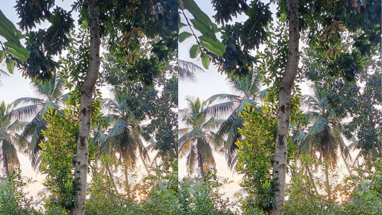 కంట్రోల్ ఆఫ్ డిఫెన్స్  అకౌంట్స్ అధికారిగా పదవీ విరమణ చేసిన బాలకృష్ణ గతంలో వివిధ ప్రాంతాలలో పని చేసినప్పుడు ఆ ప్రాంతాల నుండి అరుదుగా దొరికే మొక్కలను తమ గ్రామానికి తీసుకొచ్చి తన తోటలో నాటేవారు అలా కొన్నేళ్ళ క్రితం తెచ్చిన అరుదైన మొక్కలే నేడు వృక్షాలై రుద్రాక్షలు కాస్తున్నాయి 