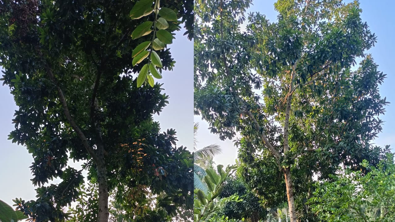 రుద్రాక్షలు అనేక రకాలు ఉన్నాయి వాటిలో ప్రధానంగా 14 రకాలు ఏక ముఖి నుండి 14 ముఖాలు వరకు ఉంటాయి. ఒక్కో ముఖం రుద్రాక్షలు ఒక్కో ప్రాధాన్యత ఉంటుంది. ప్రతి రుద్రాక్షకు దాని స్వంత ప్రాముఖ్యత, లక్షణాలు, ప్రయోజనాలు ఉన్నాయి.11 ముఖి రుద్రాక్షను జ్ఞానం, ఇంద్రియాలపై నియంత్రణకు సూచిస్తారు, అయితే 5 ముఖి రుద్రాక్షను హనుమంతుని ప్రతినిధిగా భావిస్తారు. అలాగే ఏకముఖి రుద్రాక్ష ఇది శివుని స్వరూపంగా పరిగణించబడుతుంది. ఈ రుద్రాక్షను ధరించడం వల్ల సూర్య గ్రహ దోషాలు తొలగిపోవడం తో  పాటు, లక్ష్మీ కటాక్షం లభిస్తుందని.  అంతేకాక అనారోగ్య సమస్యలు తగ్గుతాయని ఎక్కువమంది నమ్ముతుంటారు.