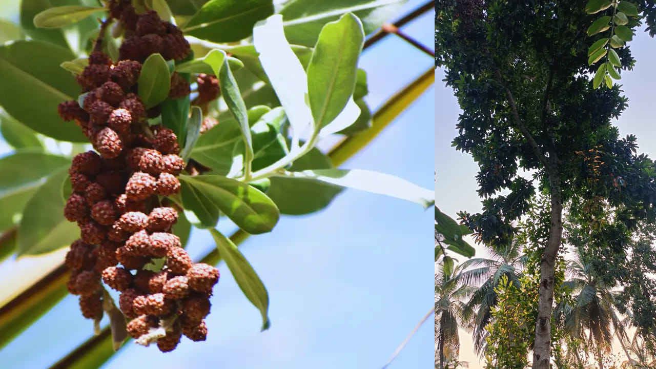 దీంతో ప్రతి ఒక్కరు రుద్రాక్షలను మెడలో లేదా చేతికి ధరిస్తూ ఉంటారు. సామాన్యంగా రుద్రాక్షలు  నేపాల్, హిమాలయాల పర్వత ప్రాంతాలు, భారత దేశం లోని ఈశాన్య రాష్ట్రాలు అయిన అస్సాం, అరుణాచల్ ప్రదేశ్, మధ్యప్రదేశ్ మహారాష్ట్ర ఉత్తరా ఖండ్ , ఇండోనేషియా వంటి దేశాలలో ఇలియోకర్పస్ గనిట్రస్ అనే జాతి చెట్లనుండి లభిస్తాయి.