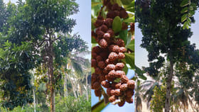 పశ్చిమలో రుద్రాక్ష చెట్లు.. చూసేందుకు ఎగబడుతున్న స్థానికులు!