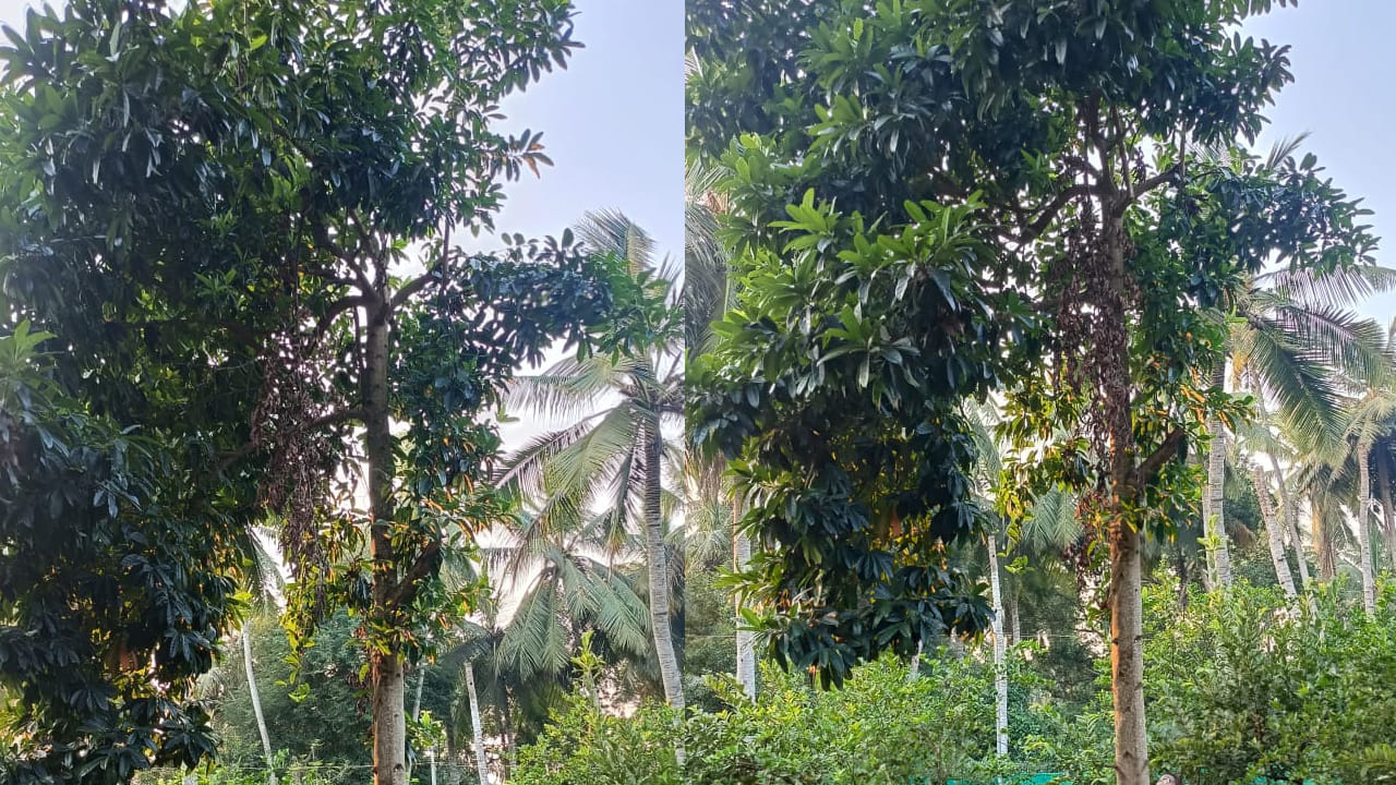 ఏలూరు : రుద్రాక్ష ధారణ చేస్తే సాక్షాత్తు ఆ పరమశివుని అనుగ్రహం తమకు ఉన్నట్లు గానే భావిస్తారు హిందువులు అంతే కాదు రుద్రాక్ష ధారణ వలన మానసిక ప్రశాంతత తో పాటు ఆరోగ్య ప్రయోజనాలు ఉన్నాయని శాస్త్రాలు చెప్పడంతో శాస్త్రీయంగా కూడా రుజువైంది. 