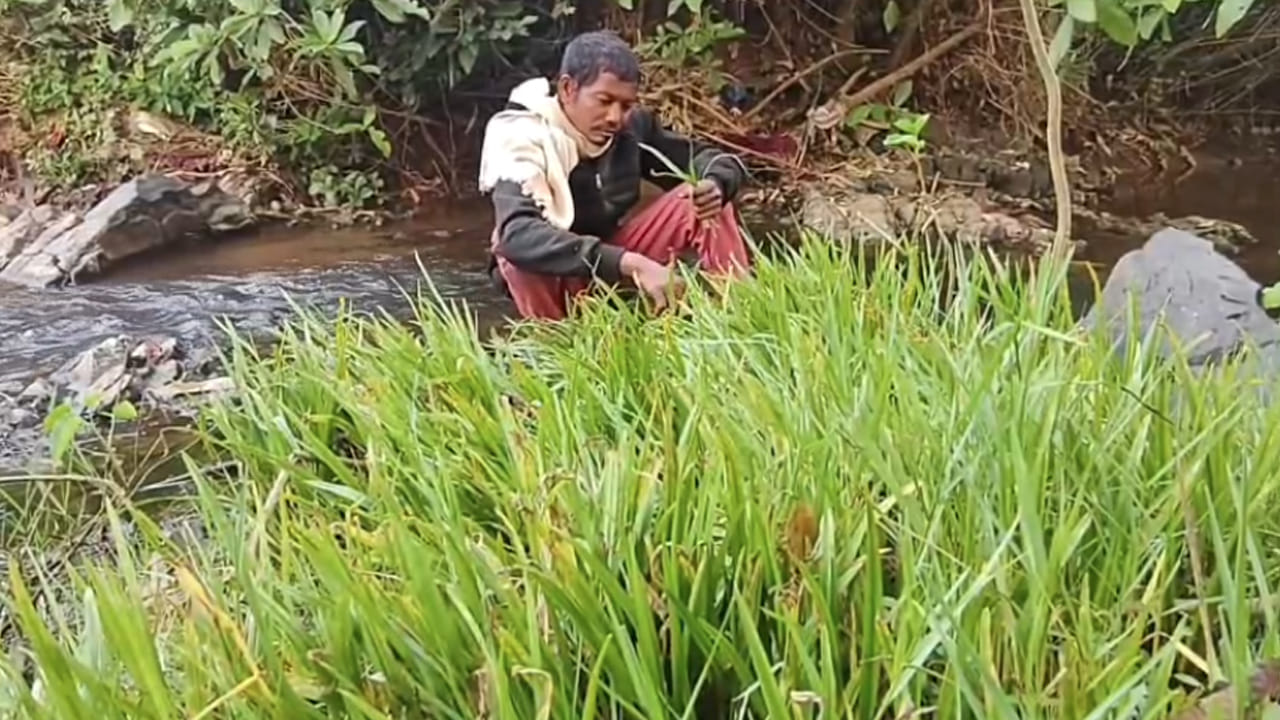 గడ్డేగా అనుకునేరు.. జబ్బులు మాయం చేసే సర్వరోగనివారిణి.. వారి ఆరోగ్య రహస్యం ఇదేనట..