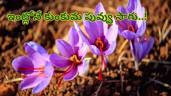 Saffron Cultivation: ఇంట్లోనే ఖరీదైన కుంకుమ పువ్వు సాగు..! ఈజీగా పెంచుకోండిలా..