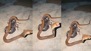 Viral Video: తాచుపాముకు రేవెట్టిన నల్లతేలు.. మీరే చూడండి…