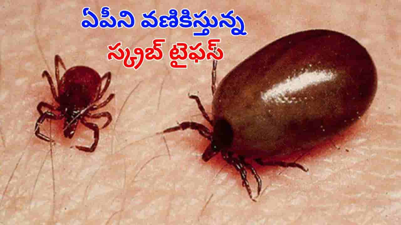 Scrub Typhus: వామ్మో.. ఏపీలో విజృంభిస్తున్న స్క్రబ్ టైఫస్.. ఇప్పటి వరకు ఎంతమంది మరణించారంటే?