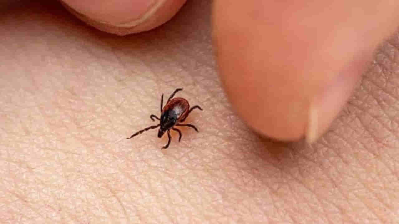 Andhra: బాబోయ్ పురుగు.! ఆంధ్రాను వణికిస్తున్న స్క్రబ్ టైఫస్.. ఎలా గుర్తించాలి.? లక్షణాలు ఇవే