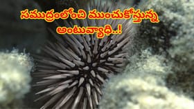 సముద్రంలోంచి ముంచుకోస్తున్న అంటువ్యాధి..! శాస్త్రవేత్తలు షాక్‌..
