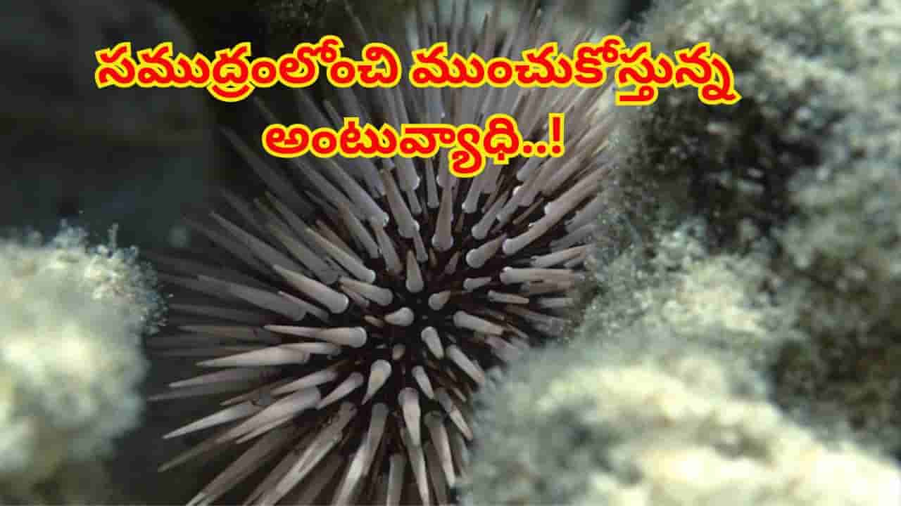 భూమిపై కాదు.. ఇప్పుడు సముద్రంలోంచి ముంచుకోస్తున్న అంటువ్యాధి..! శాస్త్రవేత్తలు షాక్..