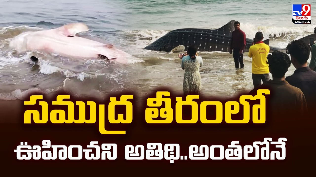 సముద్ర తీరంలో ఊహించని అతిథి.. అంతలోనే