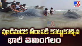 తీరానికి కొట్టుకొచ్చిన భారీ తిమింగలం..