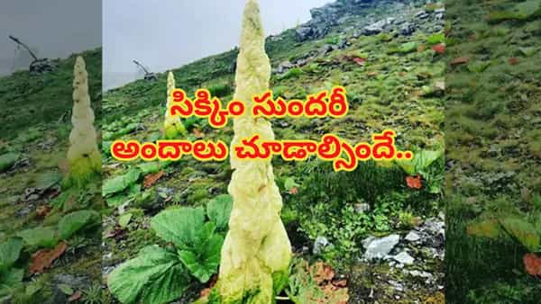 Watch: ‘సిక్కిం సుందరి’ని చూసి ఫిదా అయిన ఆనంద్ మహీంద్ర.. వైరల్ వీడియో