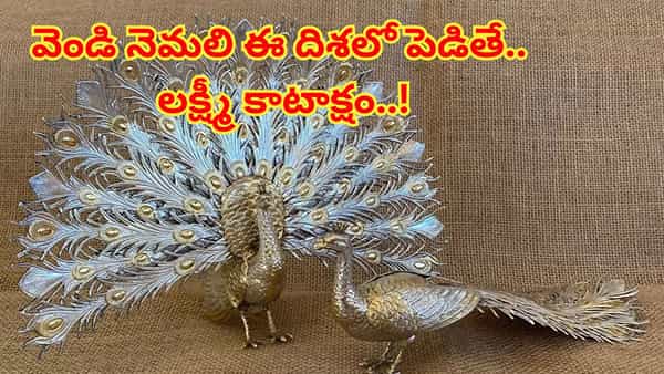 Silver peacock: ఇంట్లో ఆ ప్రదేశంలో వెండి నెమలిని పెట్టుకోండి చాలు, లక్ష్మీదేవి కాసుల వర్షం కురిపిస్తుంది..!