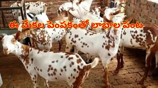 ఐదేళ్ల చిన్నారికి అరుదైన వ్యాధి.. గుండె రాయిలా మారింది.. కండరాలు..?