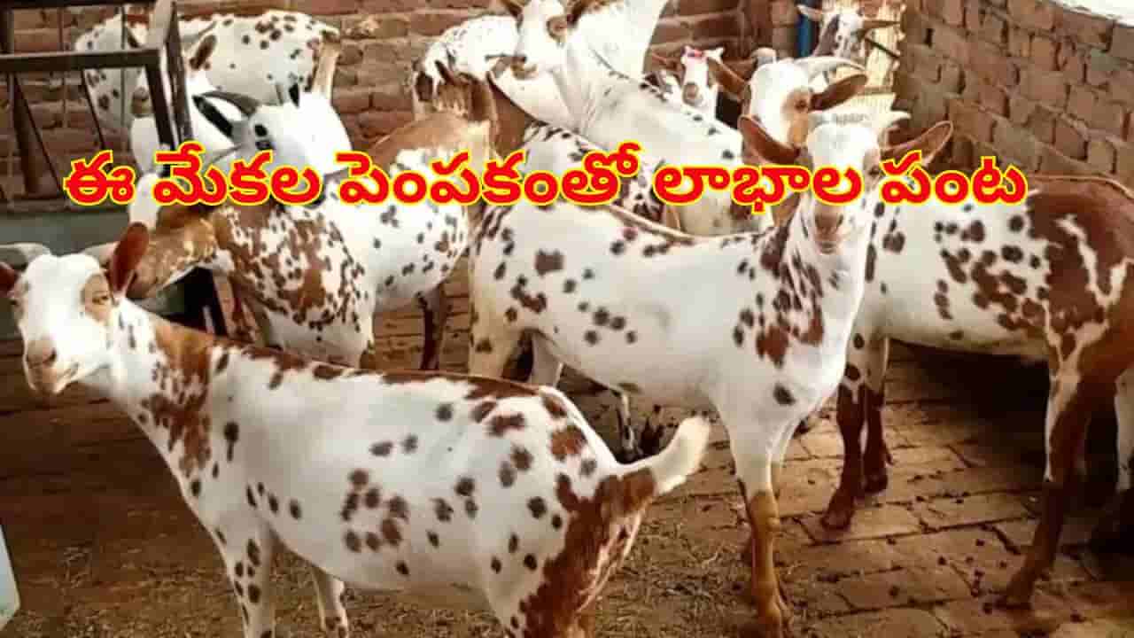 ఉద్యోగాలతో విసుగెత్తిపోయారా..? ఈ మేలు జాతి మేకల పెంపకంతో మీరు ధనవంతులు అవుతారు..!