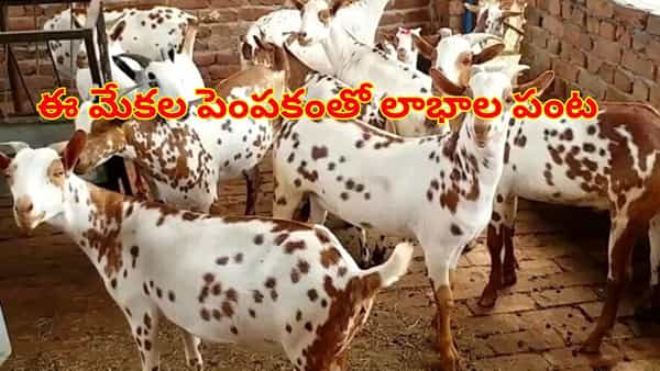 ఉద్యోగాలతో విసుగెత్తిపోయారా..? ఈ మేలు జాతి మేకల పెంపకంతో మీరు ధనవంతులు అవుతారు..!