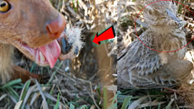 మేత తీసుకువచ్చిన ఆ తల్లి పక్షి ఆవేదన చూస్తే గుండెల్లో....