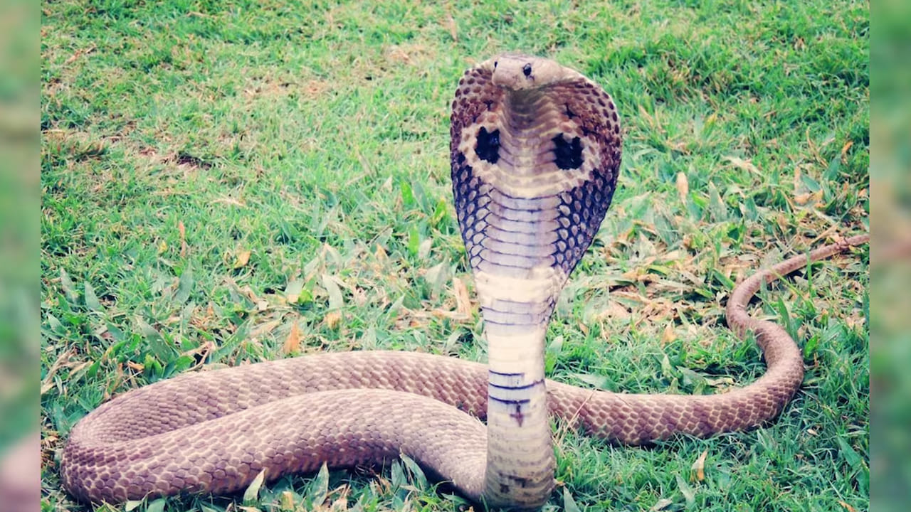 ఈ వేర్లతో పాటు దాల్చిన చెక్క కూడా పాములకు ఇబ్బందికరంగా ఉంటుంది. మీ ఇంటి గుమ్మం, కిటికీ అద్దాలు లేదా ఇంటి ప్రాంగణంలో లవంగం, దాల్చిన చెక్క నూనెను పూయడం ద్వారా కూడా వాటిని ఇంట్లోకి రాకుండా ఆపవచ్చు. 