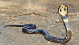 ఈ 6 మొక్కలు పాములకు ఫేవరేట్.. ఇంట్లో ఉంటే.. పక్కా వస్తాయి..