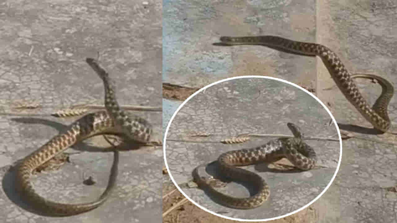 Viral Video: అయ్యబాబోయ్.. రక్త పింజర్రోయ్.. పాము బ్రేక్ డాన్స్ ఎప్పుడైనా చూశారా..