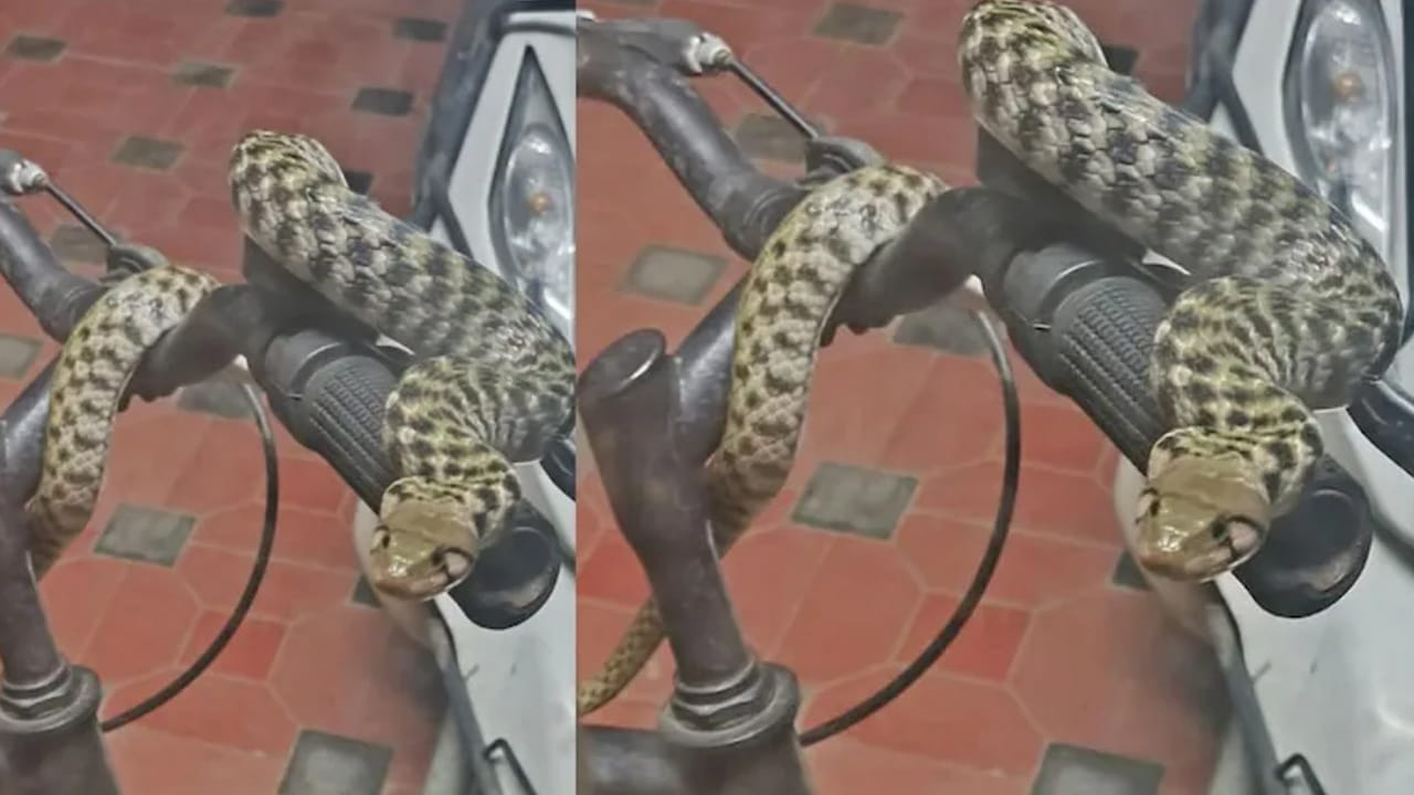 ఈ సైకిల్‌ నా సొంతం అంటున్న సర్పం..! దాని సంగతేంటో తెలిస్తే..